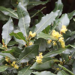 Laurus Nobilis 1/2 Std