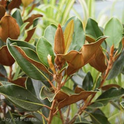 Magnolia Grand Little Gem