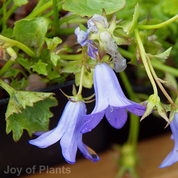 Awaiting product image