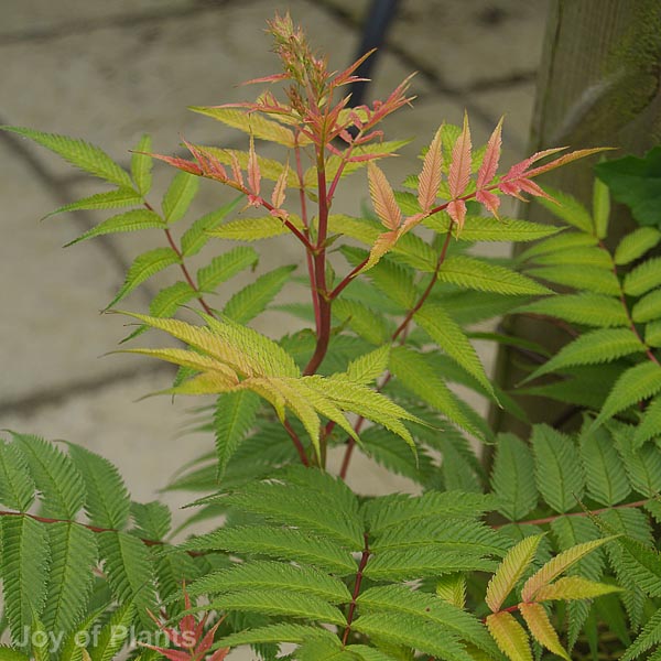 Awaiting product image