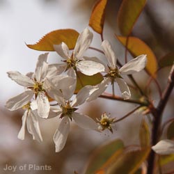 Amelanchier Robin Hill