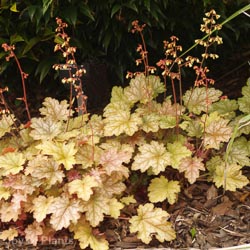 Heuchera Magic Colour