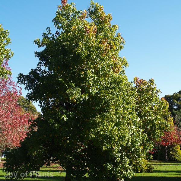 Awaiting product image