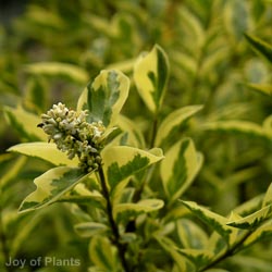 Ligustrum ovalifolium eleg.Aureum