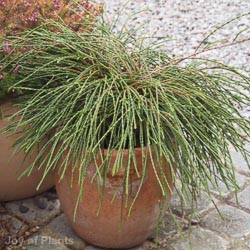Thuja Plicata Whipcord