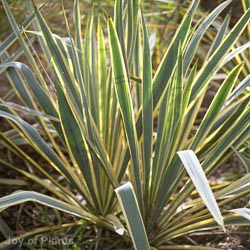 Yucca Filamentosa Golden sword