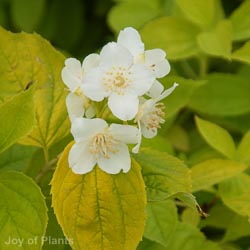 Philadelphus coronarius Aureus