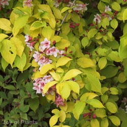 Weiglea Tower of Flowers