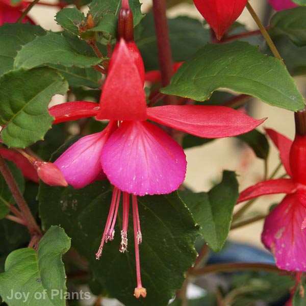 Awaiting product image