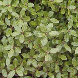 Pittosporum Ten Golf Ball