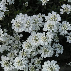 Iberis Snowflake