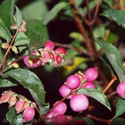 Symphoricarpos Magical Candy