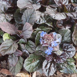 Ajuga Black Scallop