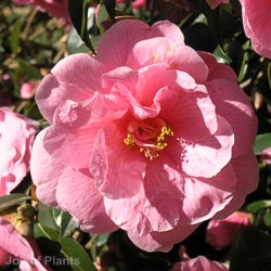 Camellia Etr Carlyon White