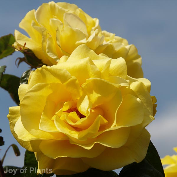 Awaiting product image