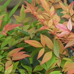 Nandina Domestica Gulf Stream