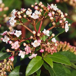 Viburnum tin.Eve Price