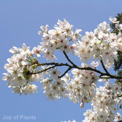 Prunus x yedoensis