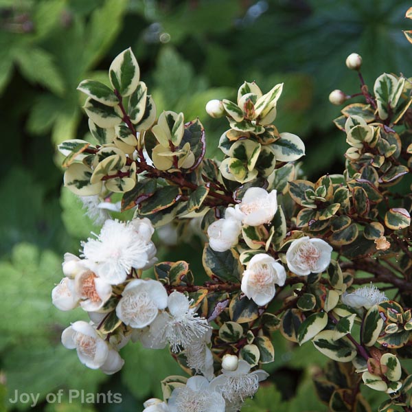 Awaiting product image