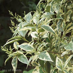 Ligustrum Excelsum Superbum