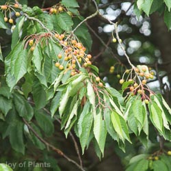 Prunus avium