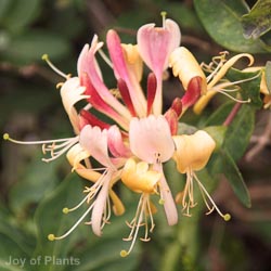 Lonicera Mixed