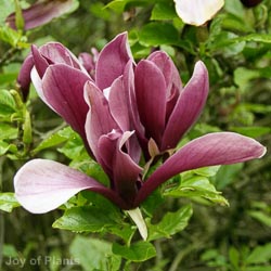 Magnolia Cameo