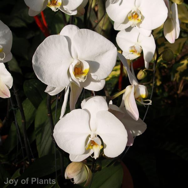 Phalaenopsis Moth Orchid - Image 3