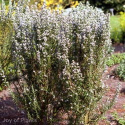 Rosmarinus off Miss Jessops