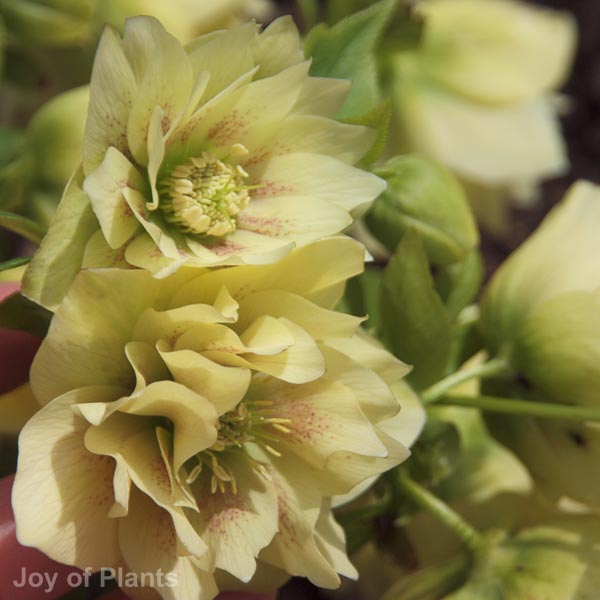 Awaiting product image