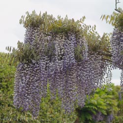 Wisteria x Formosa Issai 1.5m 20L