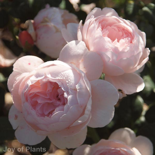 Awaiting product image