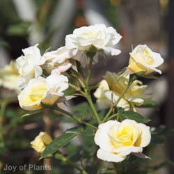 Rose Summertime 1.2m 10L