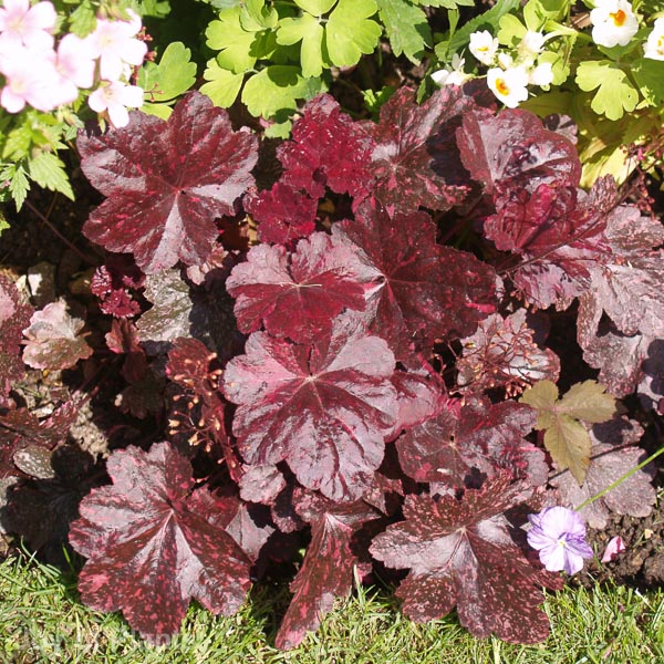 Awaiting product image