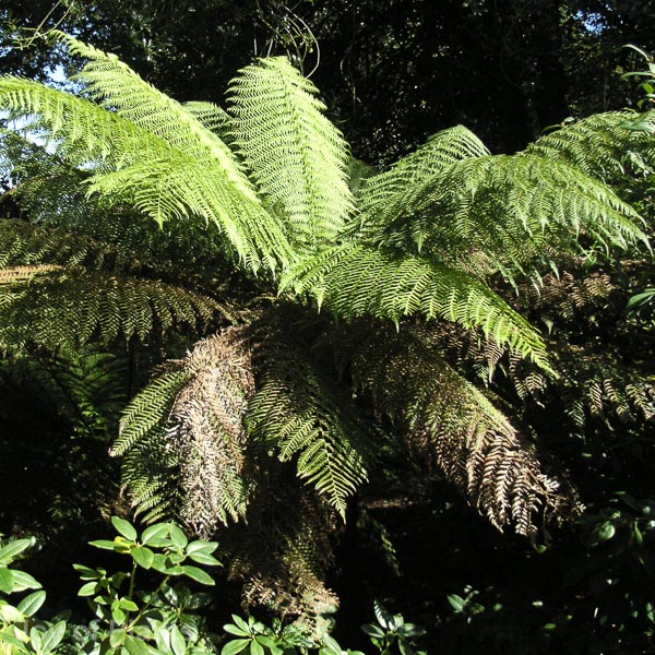 Tree Fern - Dicksonia antarctica - approx 4ft trunk - Image 4