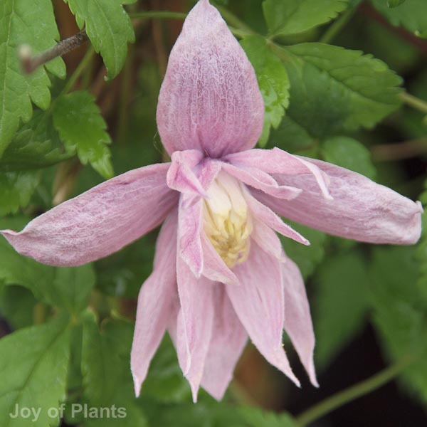 Awaiting product image