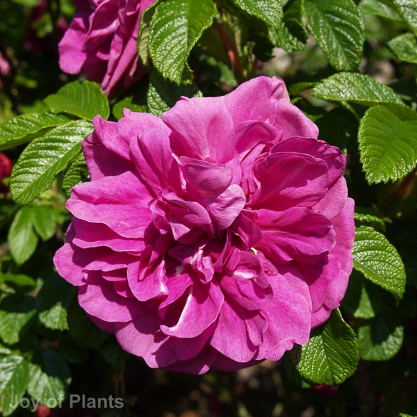 Awaiting product image