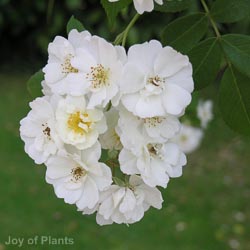 Rosa Rambling Rector