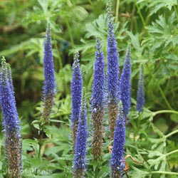 Veronica Ulster Dwarf Blue