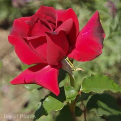 Rose Etoile De Hollande