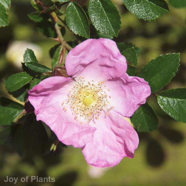 Awaiting product image