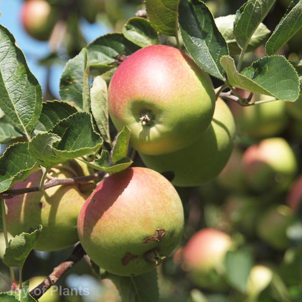 Awaiting product image