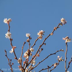 Prunus Subhirtella Autumnalis 175-200 Multi-Stem WRB