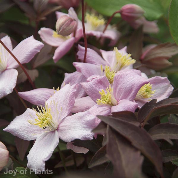 Awaiting product image