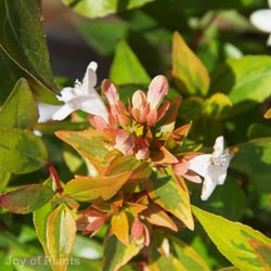 Abelia Grandiflora Kaleidoscope