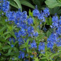 Veronica spicata 'Total Eclipse'