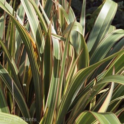 Phormium Cookianum Tricolor