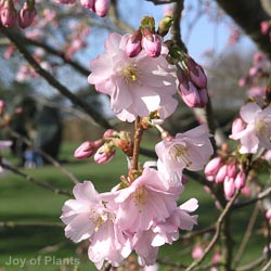 Prunus Accolade