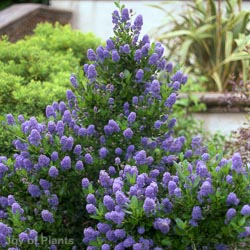 Ceanothus Thry. Skylark Frame