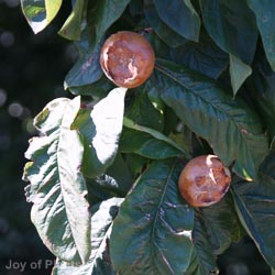 Medlar Nottingham